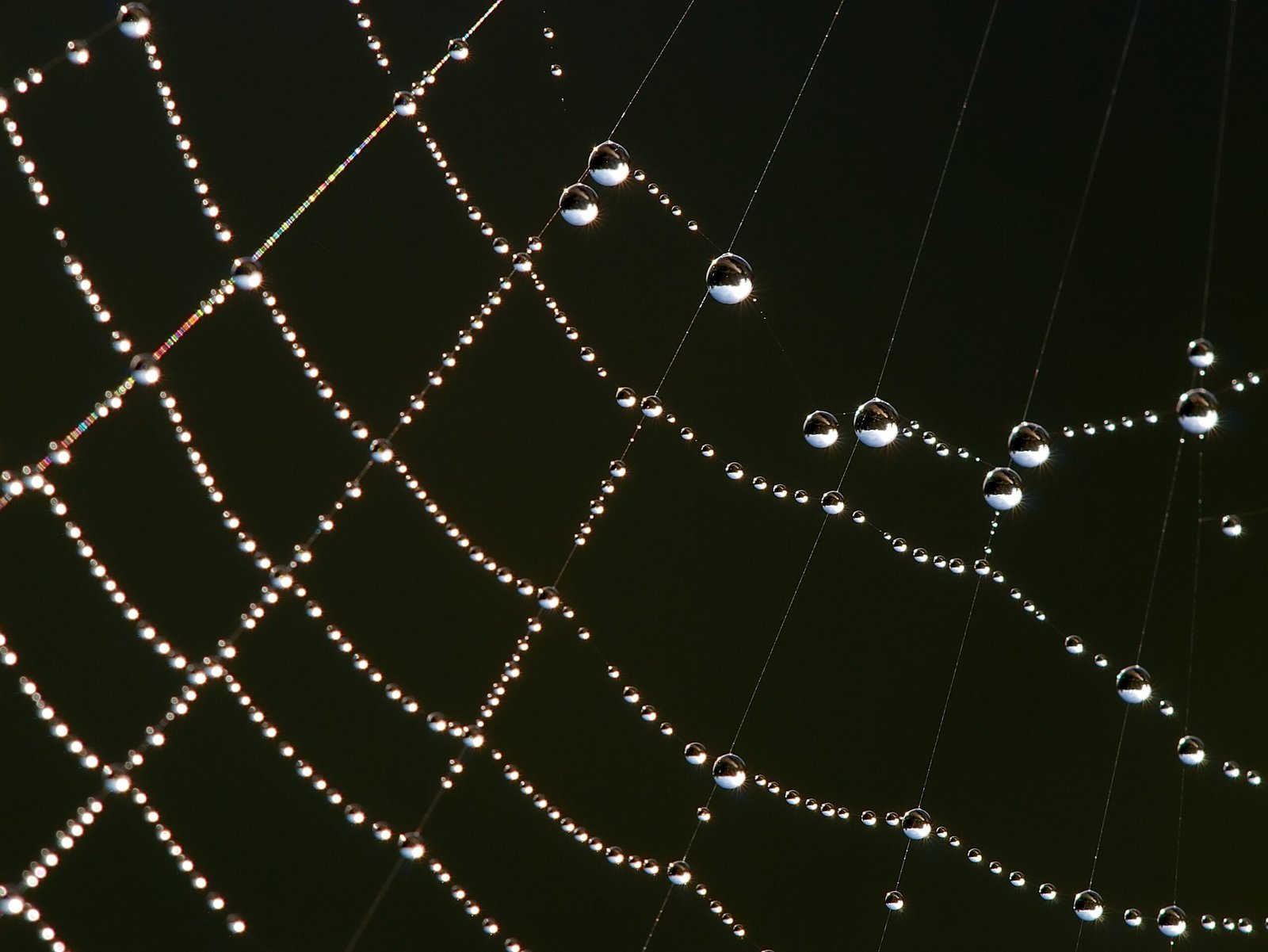 Spiders: The Web Artists (image credits: wikimedia)