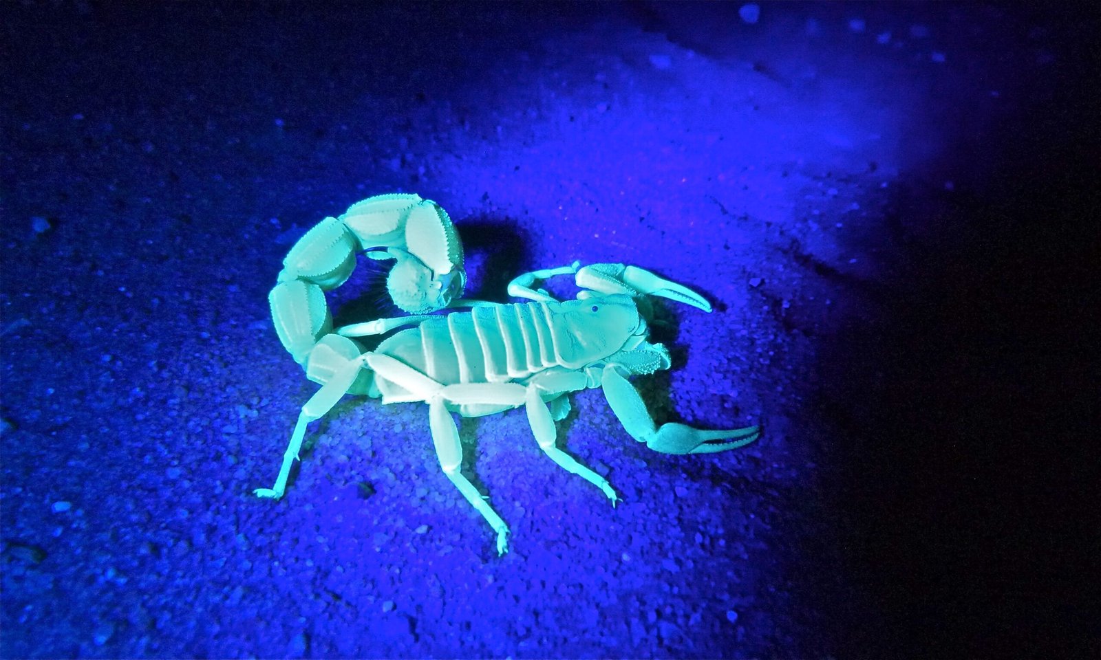 Scorpions: Ancient Night Hunters (image credits: wikimedia)