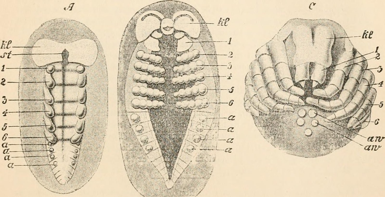 Breathing: Book Lungs and Tracheae (image credits: wikimedia)