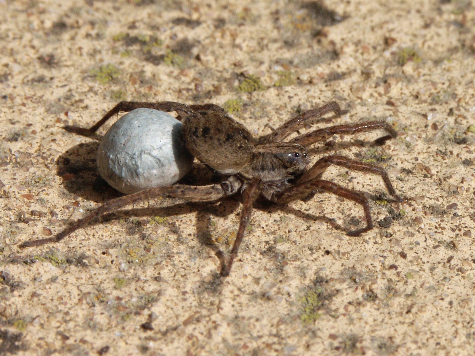 Reproduction: Egg Sacs and Live Birth (image credits: wikimedia)