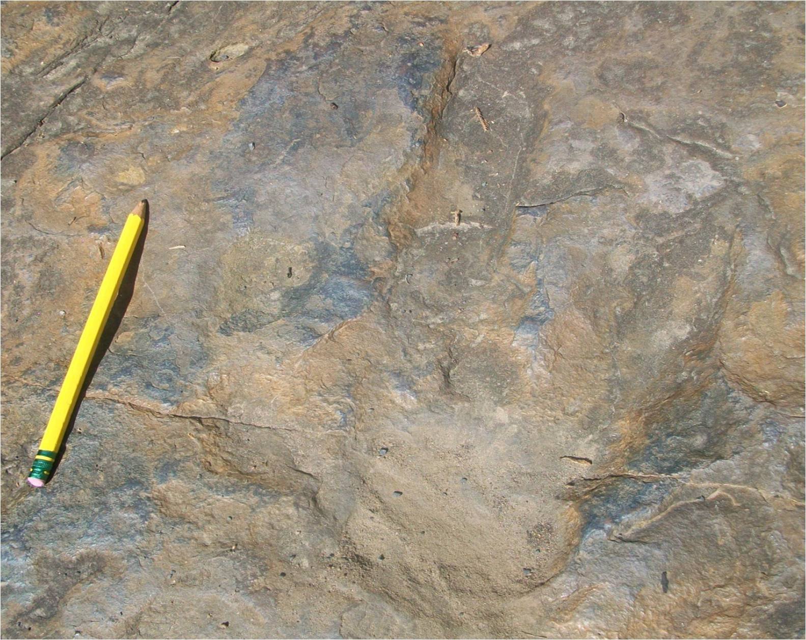 The Diversity of Dinosaur Tracks (image credits: wikimedia)