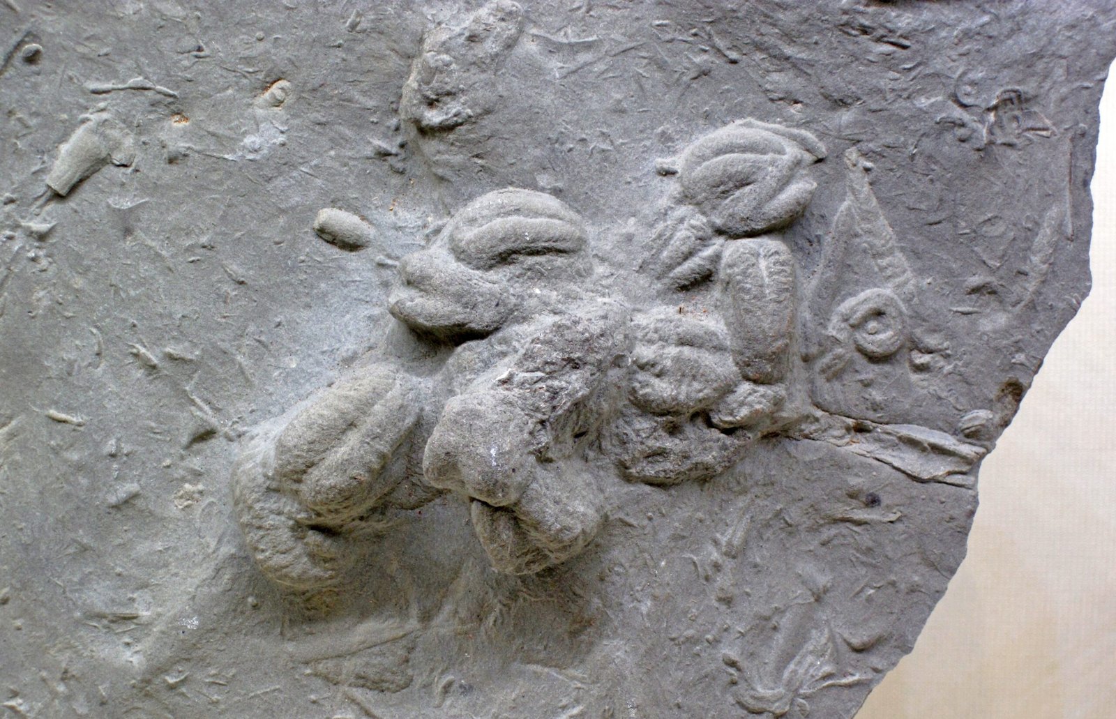 Challenges and Controversies (image credits: wikimedia)