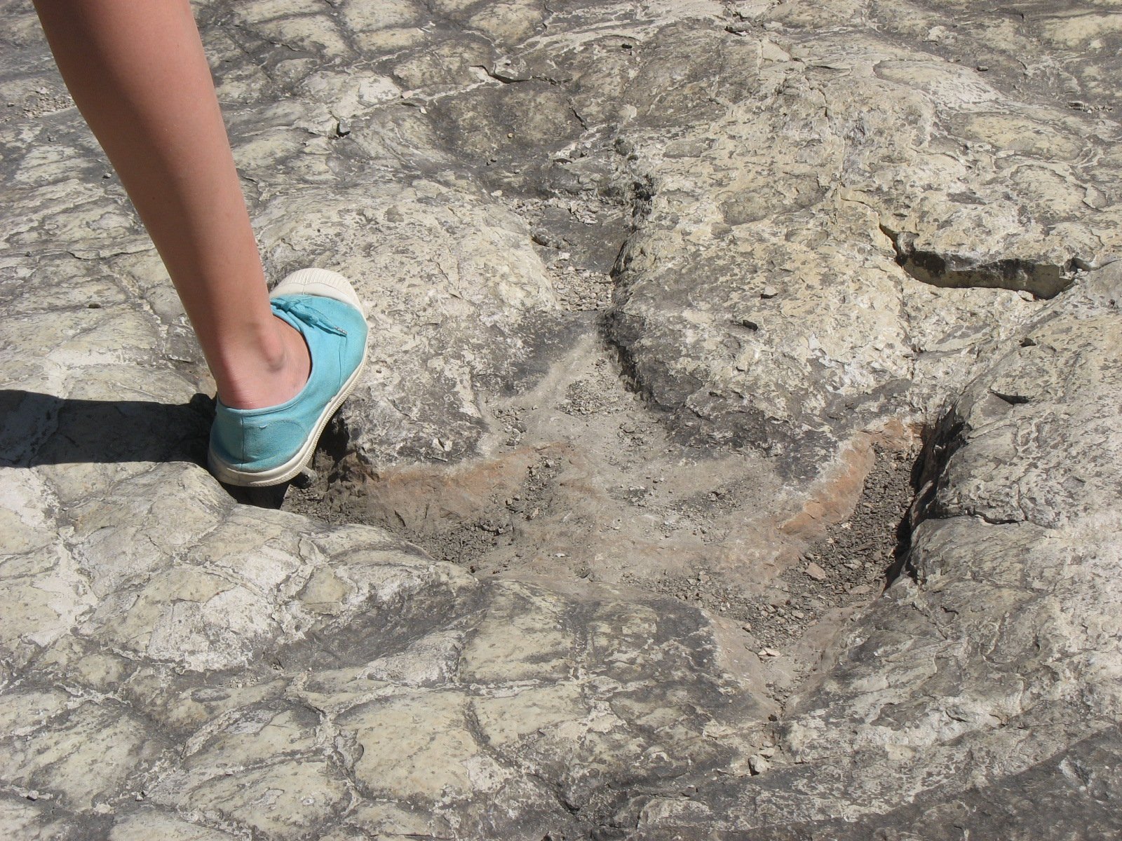 The Magic of Walking Where Dinosaurs Roamed (image credits: wikimedia)