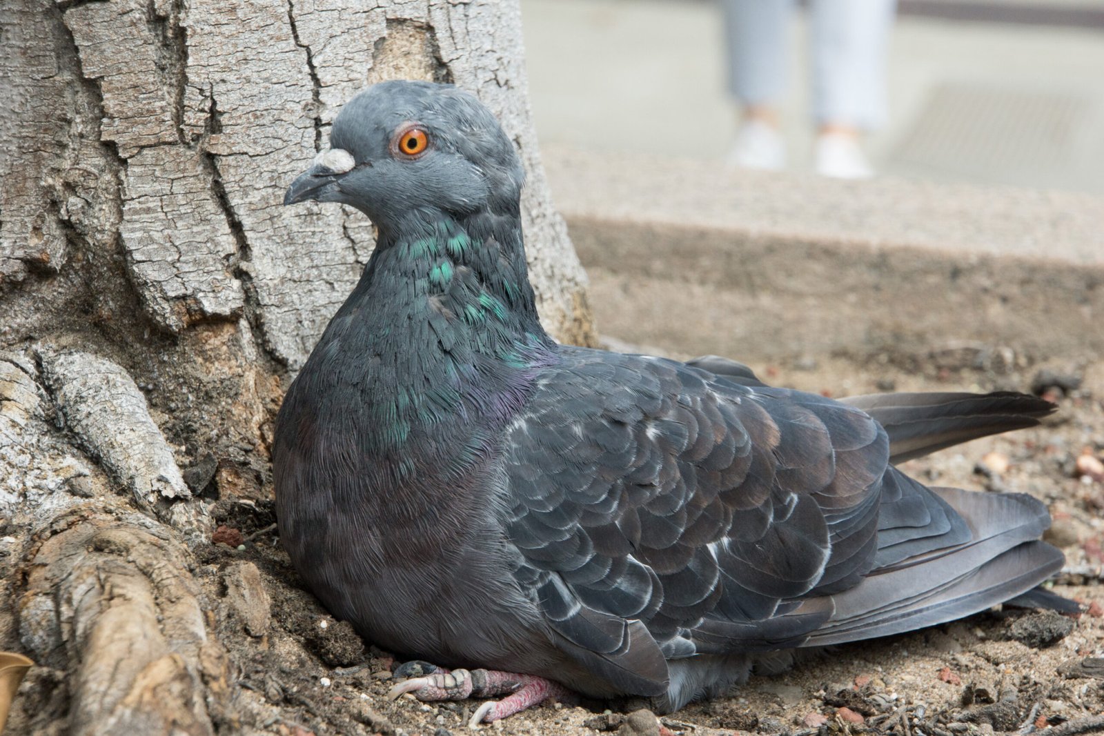 Pigeons’ Astonishing Pattern Recognition Skills (image credits: wikimedia)