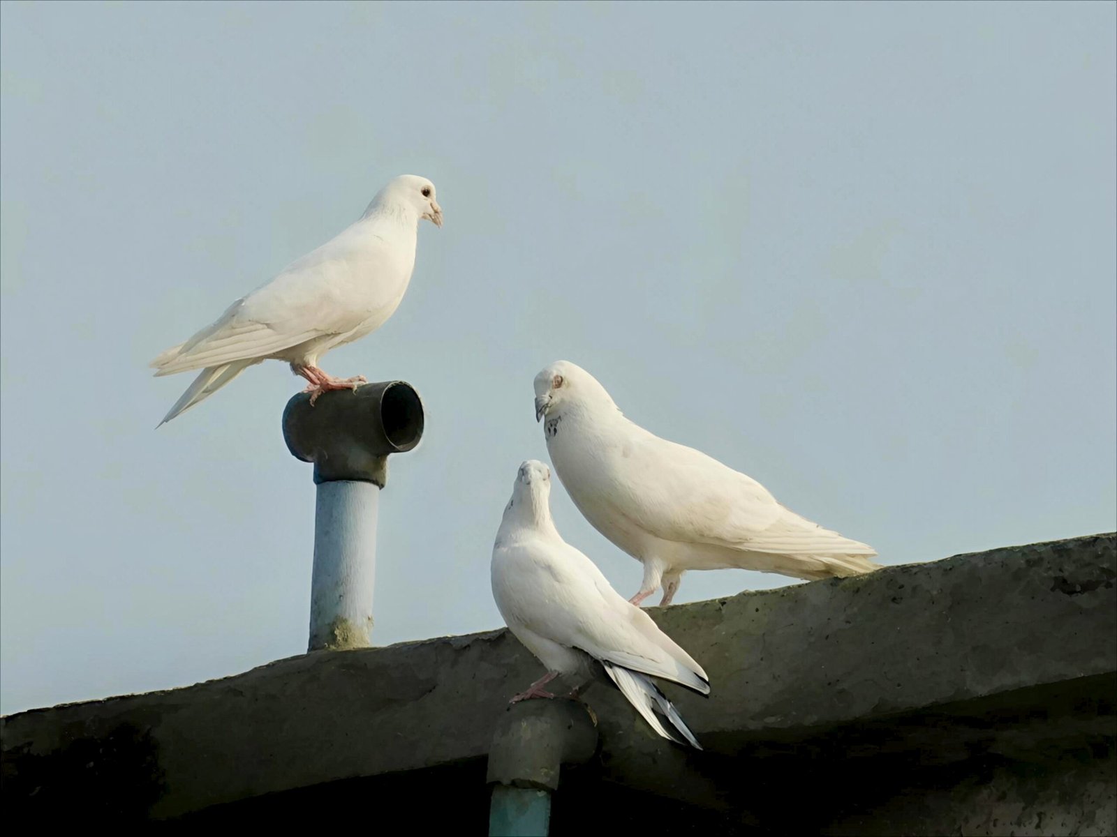 How Pigeons Outsmarted the Machine (image credits: wikimedia)