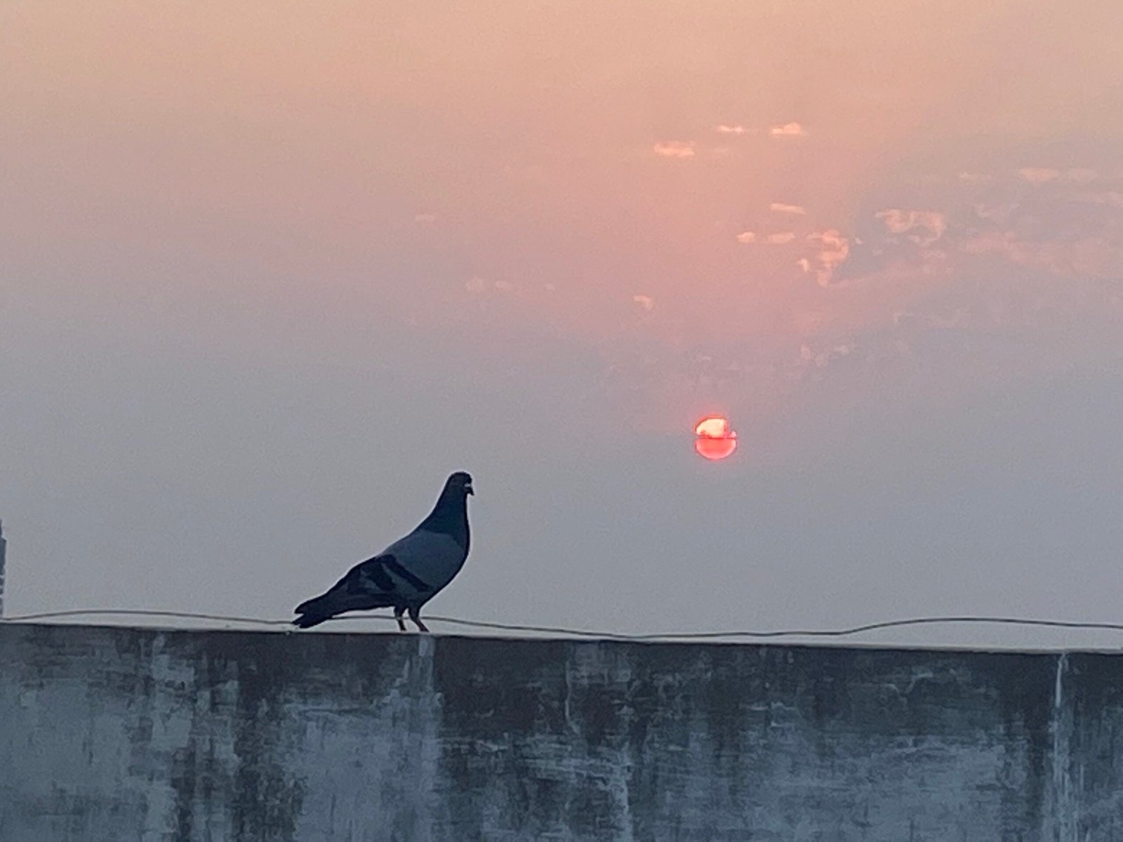 The Unexpected Heroes of Urban Wildlife (image credits: wikimedia)