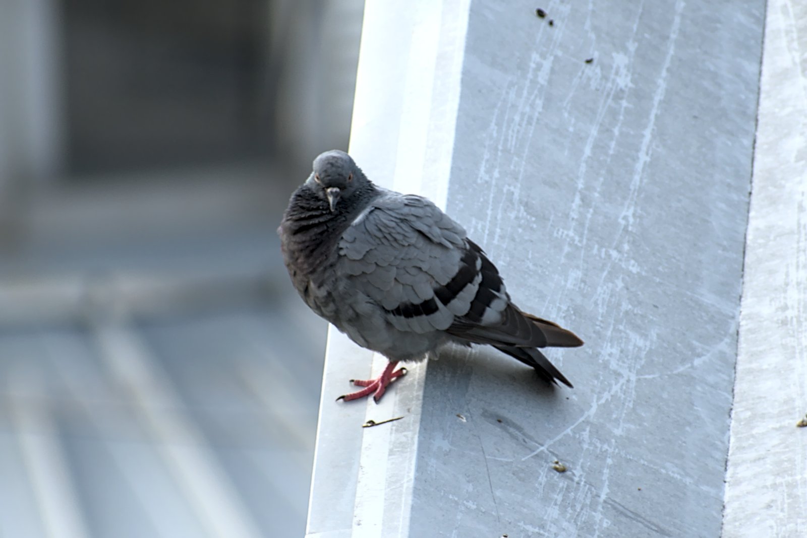 Could Pigeons Help Us Build Better Tech? (image credits: wikimedia)