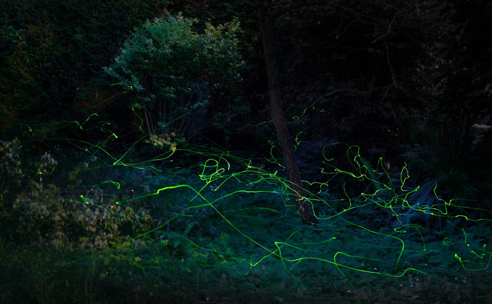 Light Pollution: The Unseen Enemy (image credits: wikimedia)