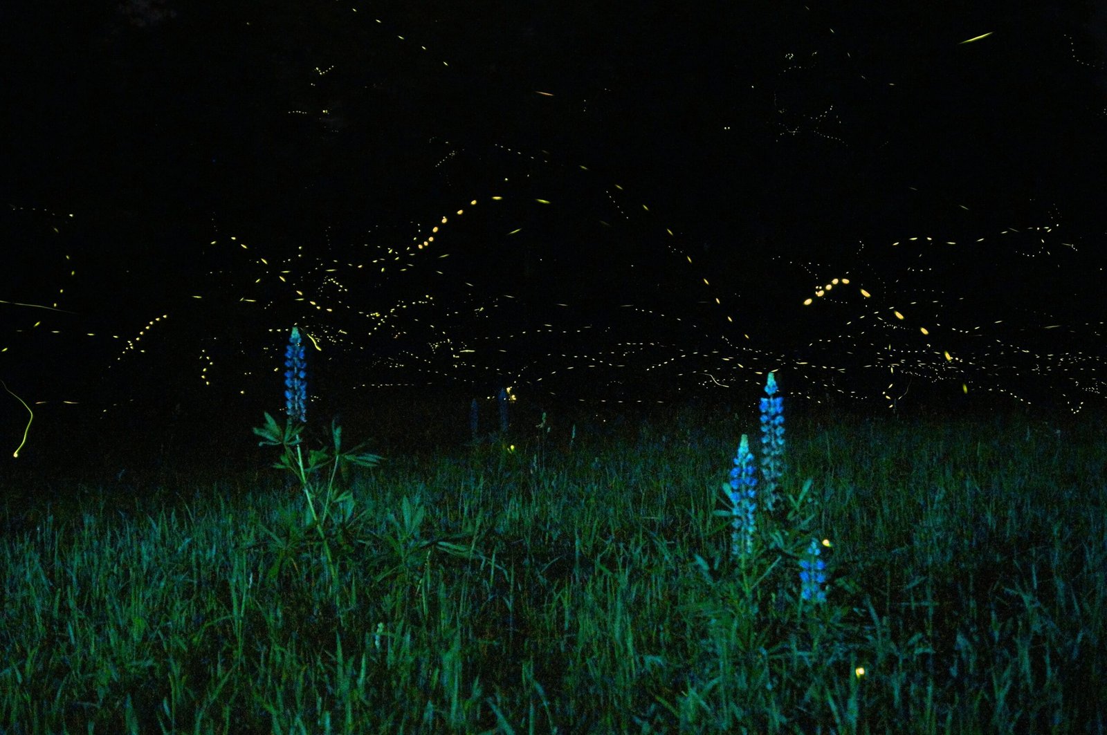 Firefly Tourism: Sharing the Magic (image credits: wikimedia)