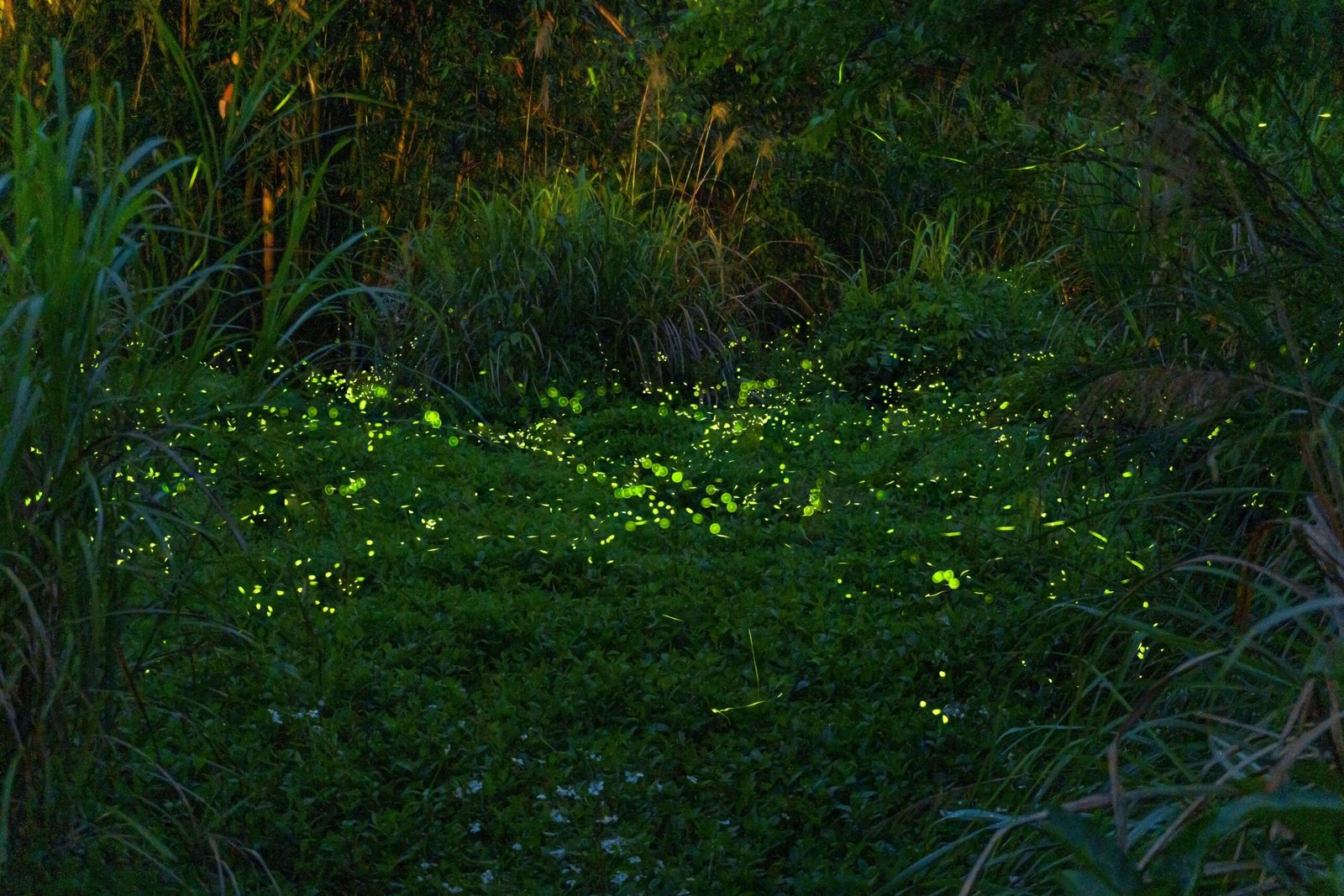 How to Help Fireflies Thrive (image credits: wikimedia)