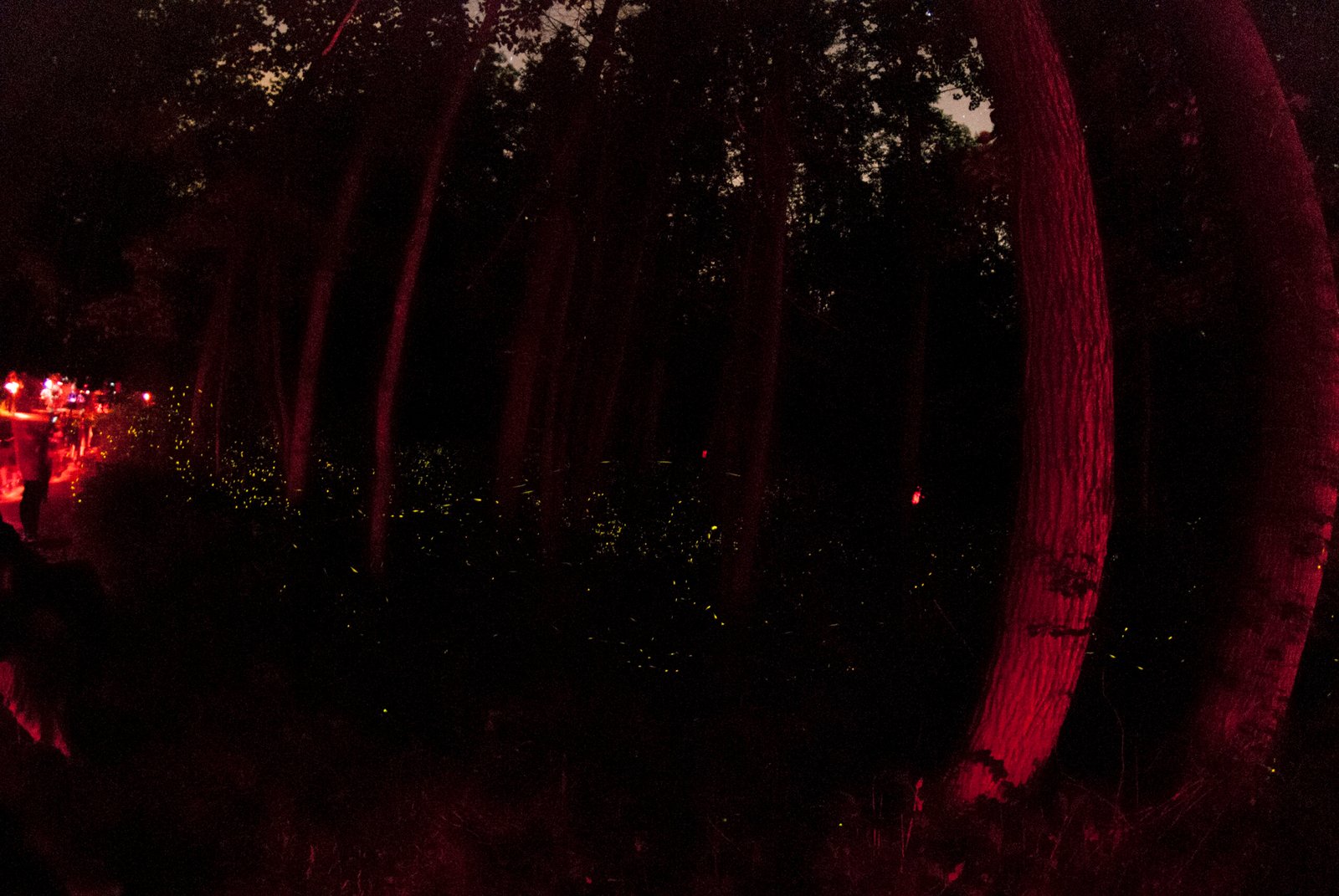 A Personal Encounter With Firefly Magic (image credits: wikimedia)