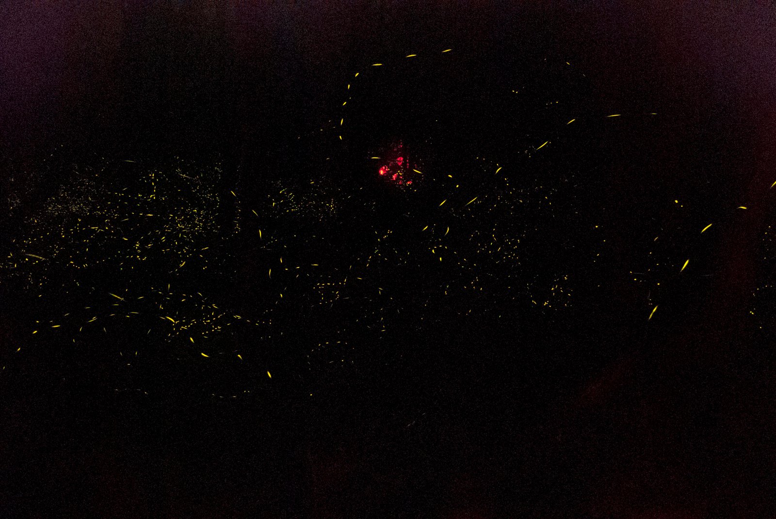 Reflections on the Future of Fireflies (image credits: wikimedia)