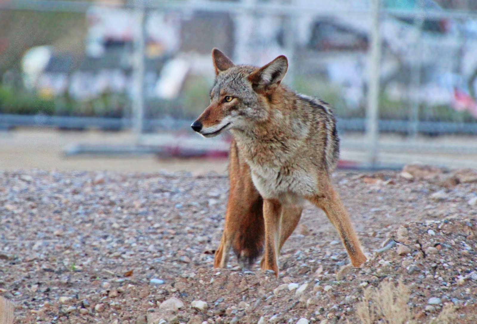 Modern Challenges: Coyotes on New Turf (image credits: wikimedia)