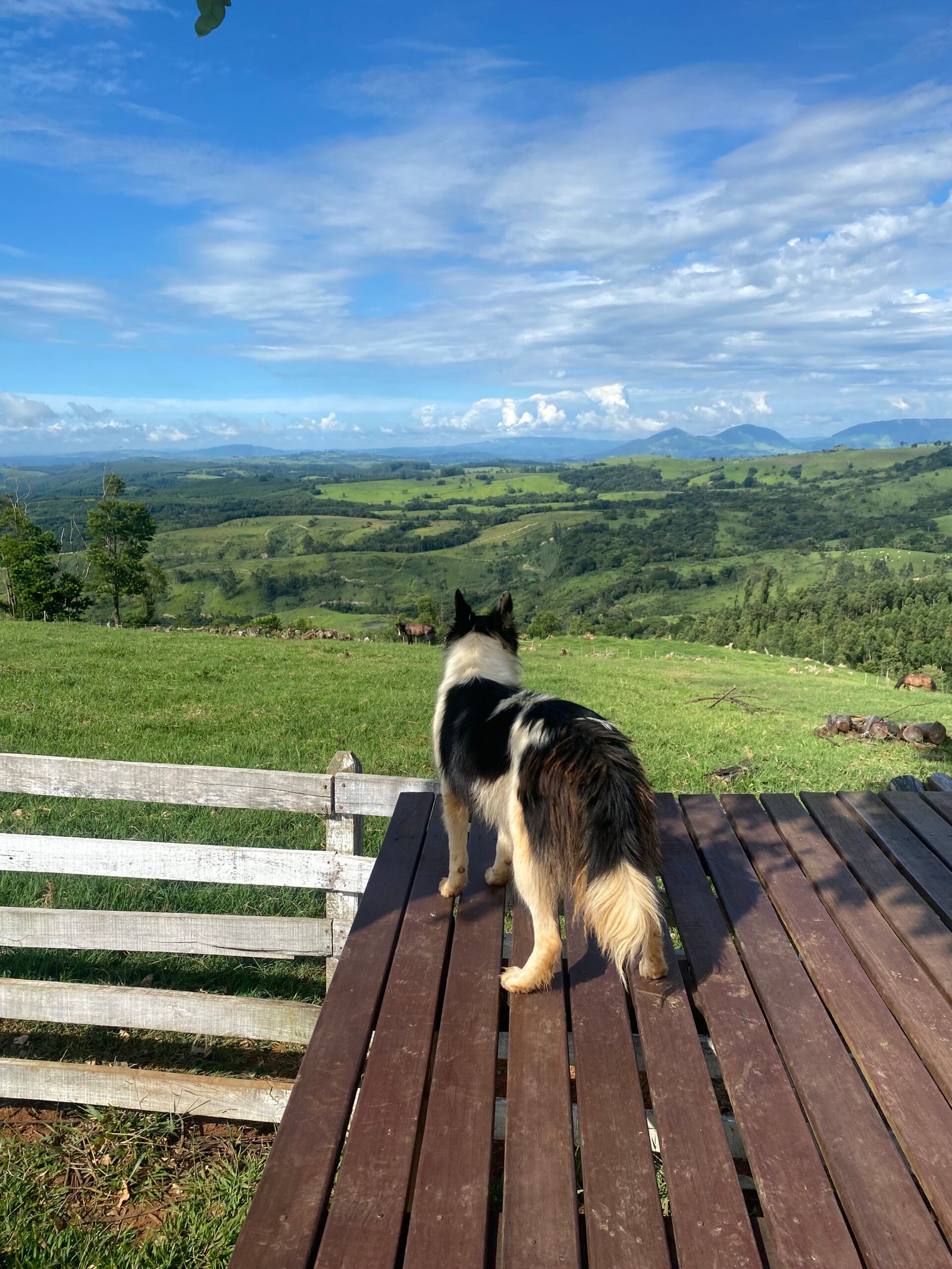 Living With Fear: The Daily Risks of Herding (image credits: wikimedia)