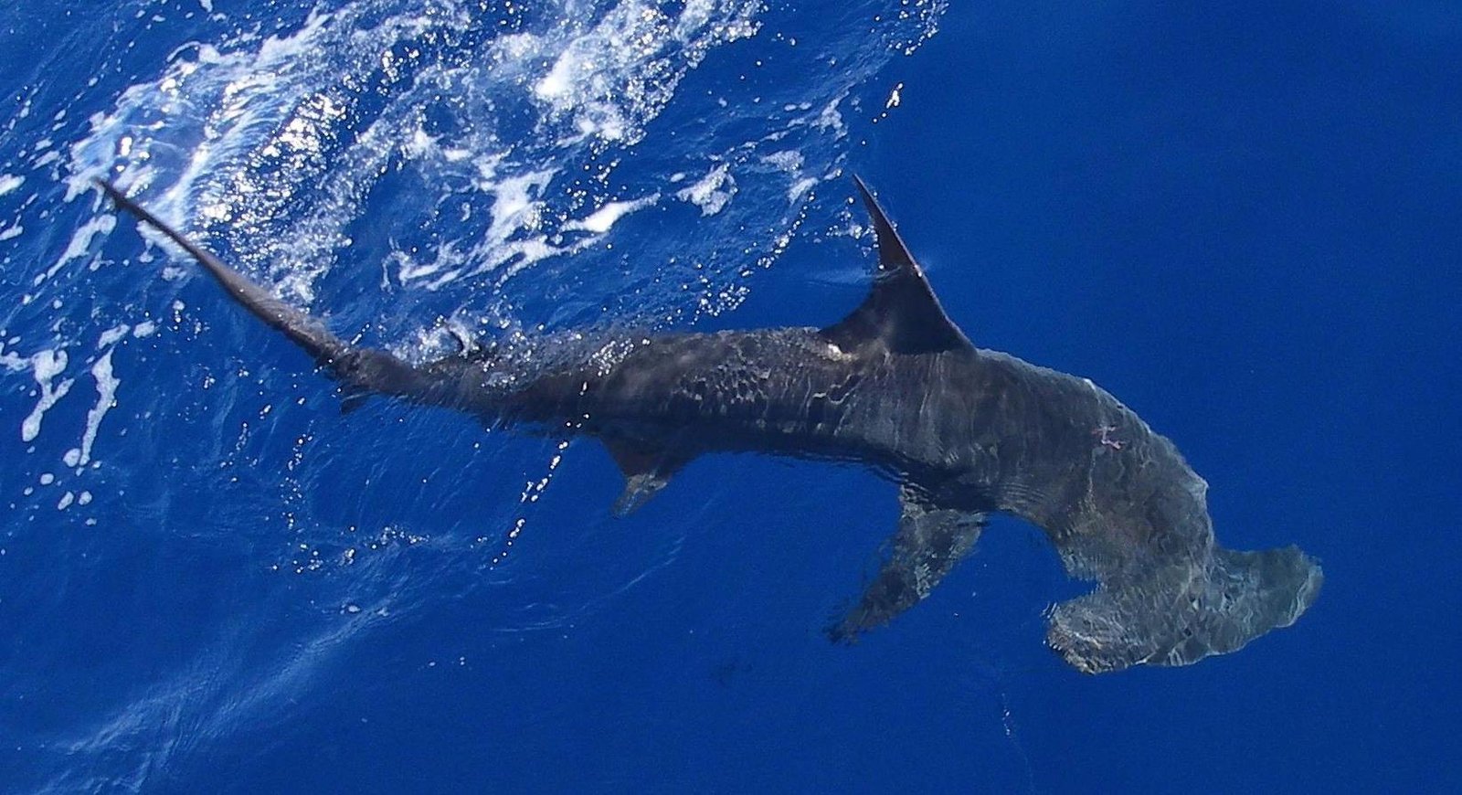 Ecological Impacts of Shark Decline (image credits: wikimedia)