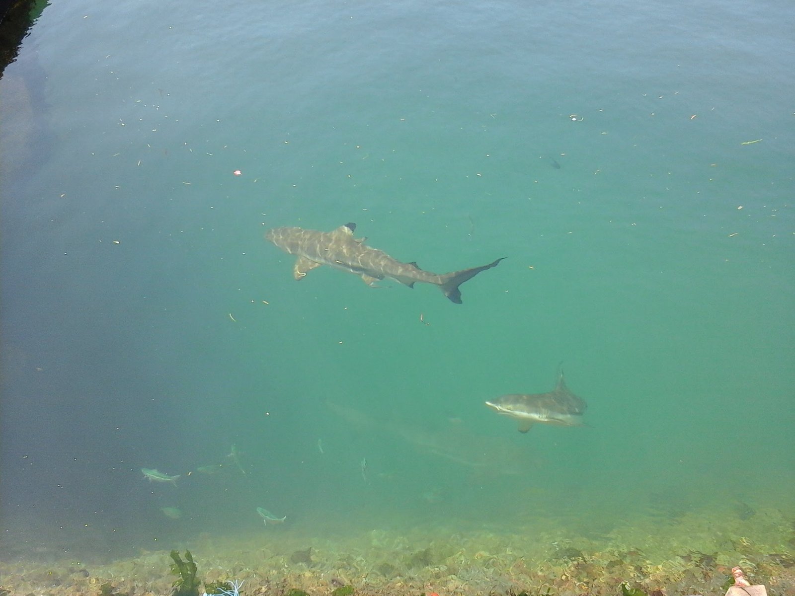 The Role of Education and Awareness (image credits: wikimedia)