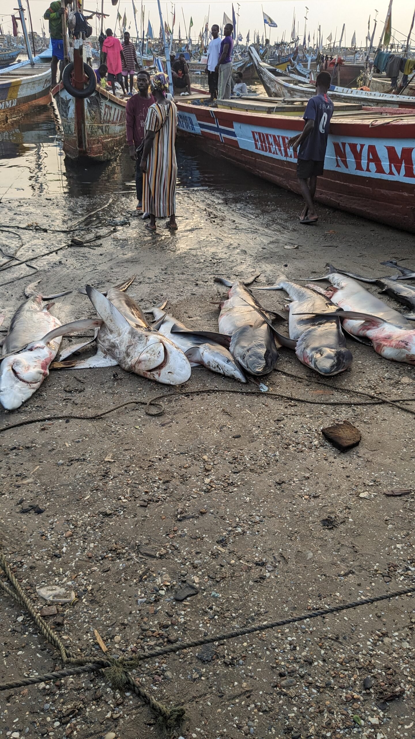 Alternative Solutions and Sustainable Practices (image credits: wikimedia)