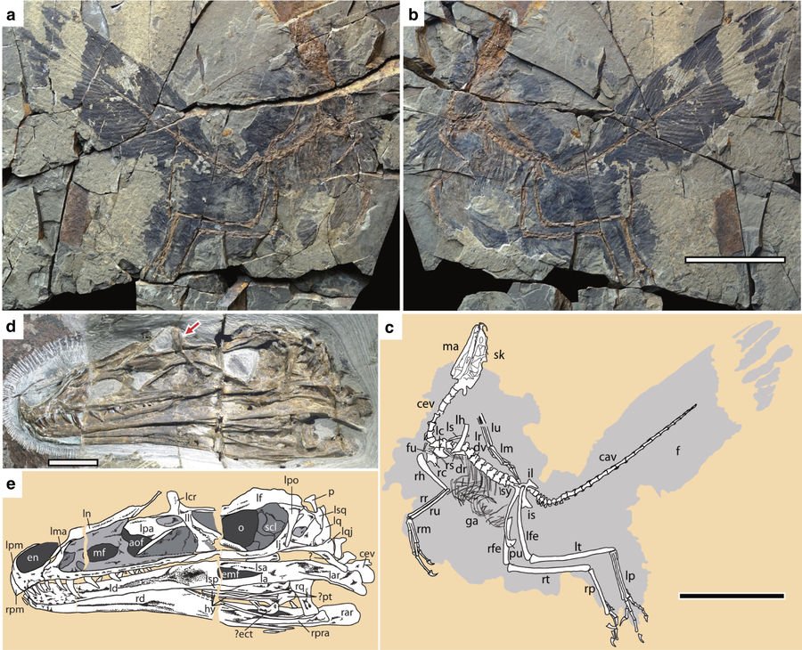 Fossil Clues: Hyoid Bones and Vocal Tracts (image credits: wikimedia)