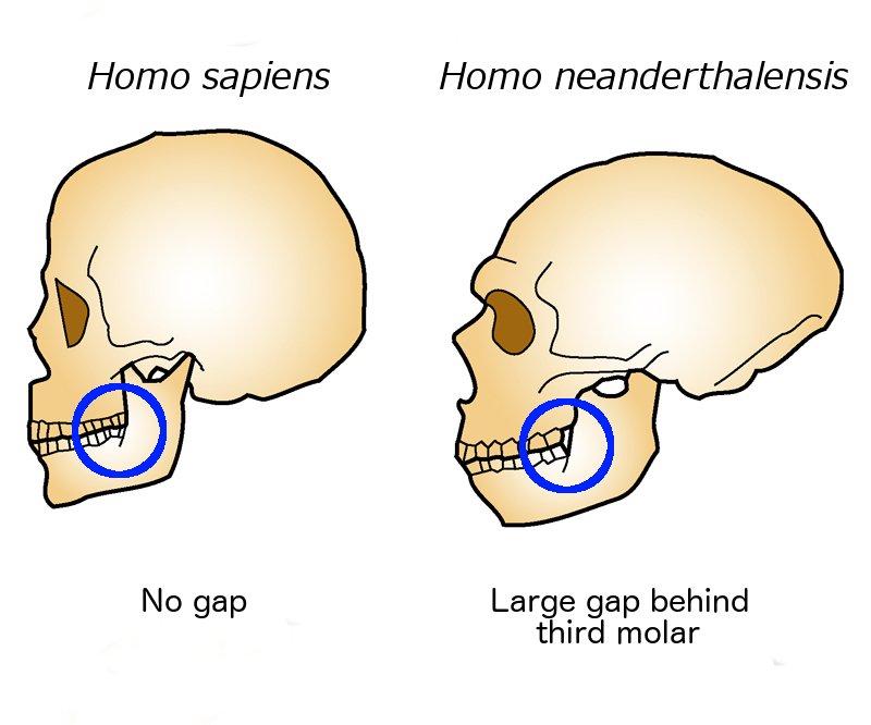 Did Neanderthals Have Language? (image credits: wikimedia)