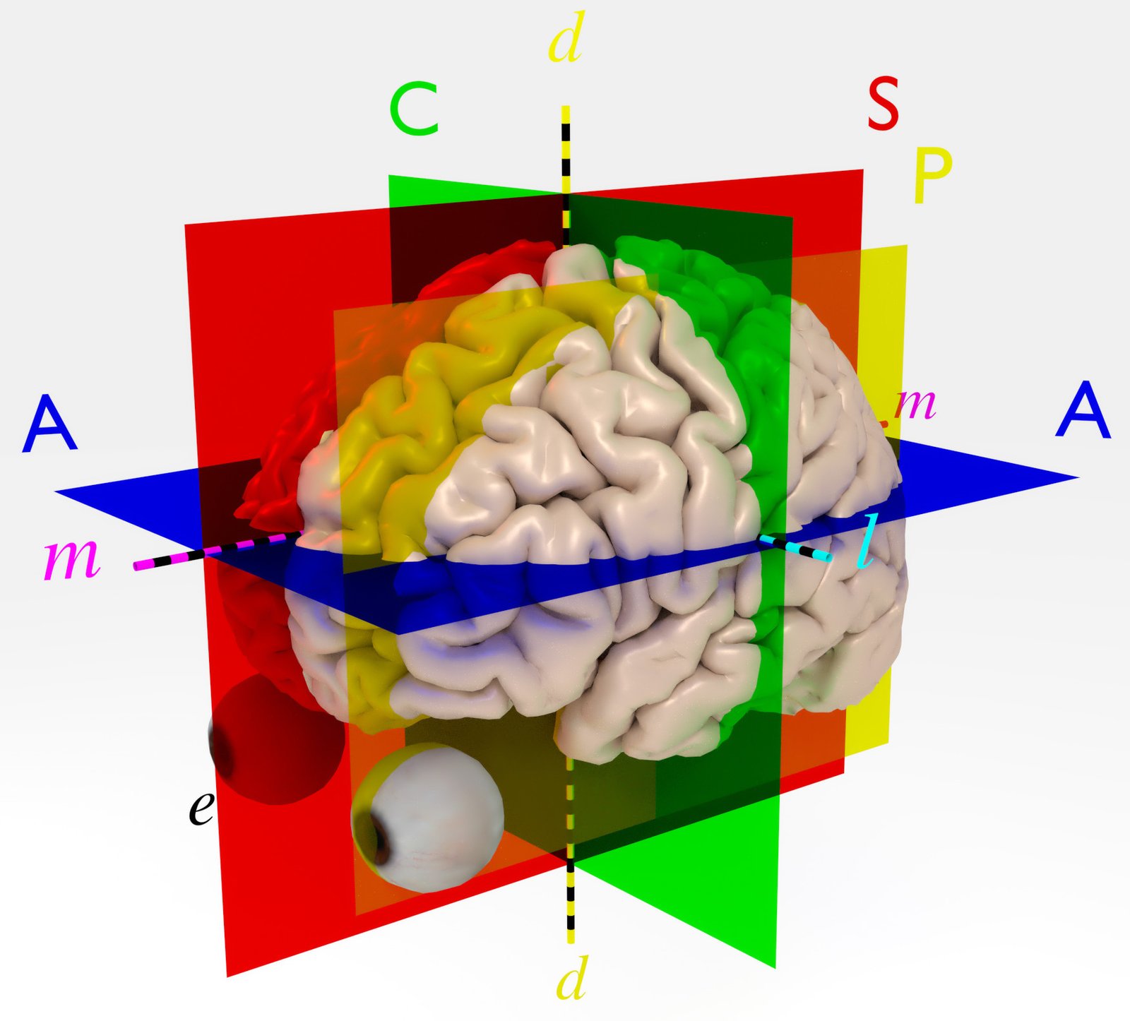 Language and the Human Brain (image credits: wikimedia)