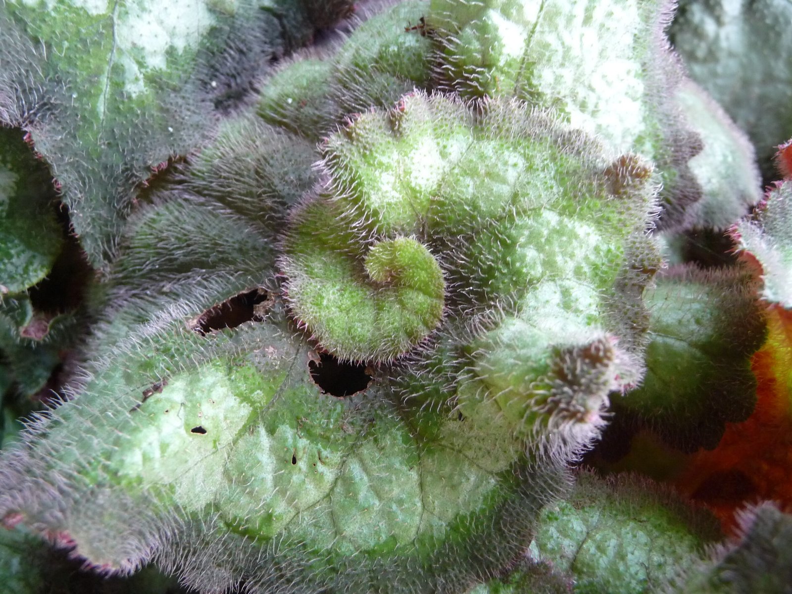 Mathematics in Nature’s Patterns (image credits: wikimedia)