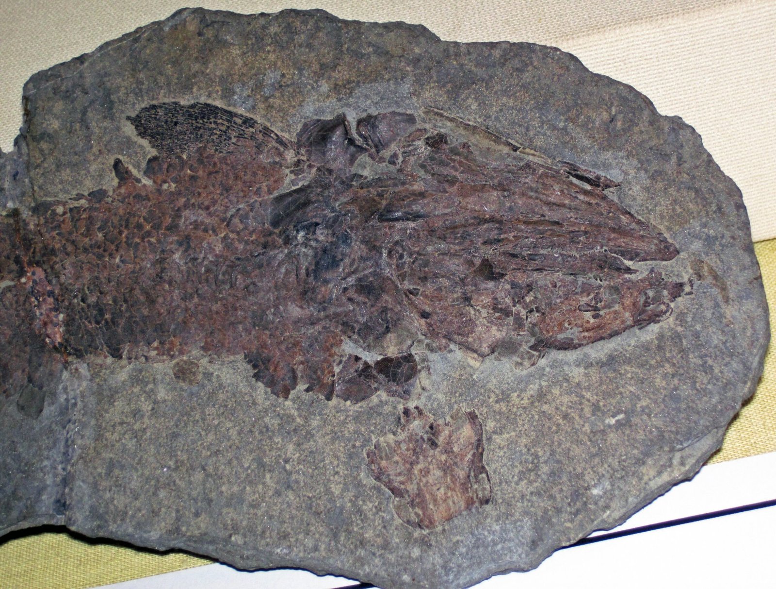 The Mysterious Origins of Jaws (image credits: wikimedia)