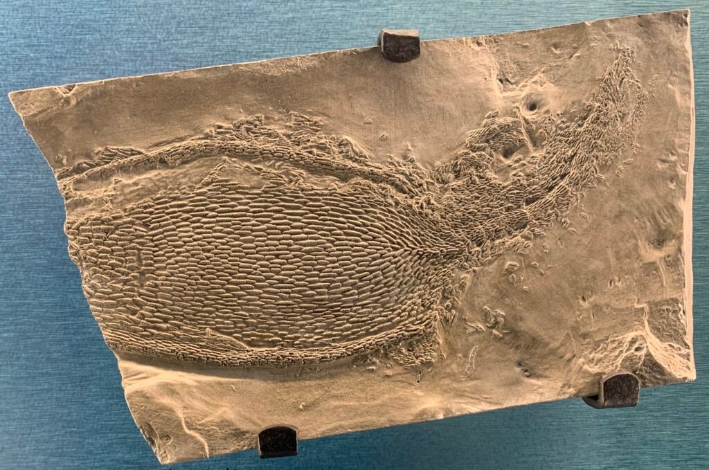 The Strange World of Jawless Fish
