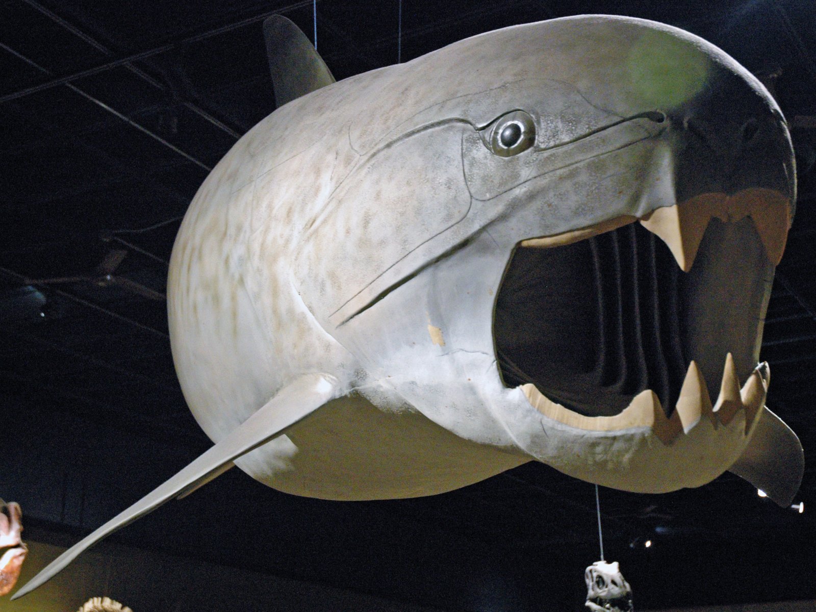 The First Bite: Placoderms and the Dawn of Jaws (image credits: wikimedia)