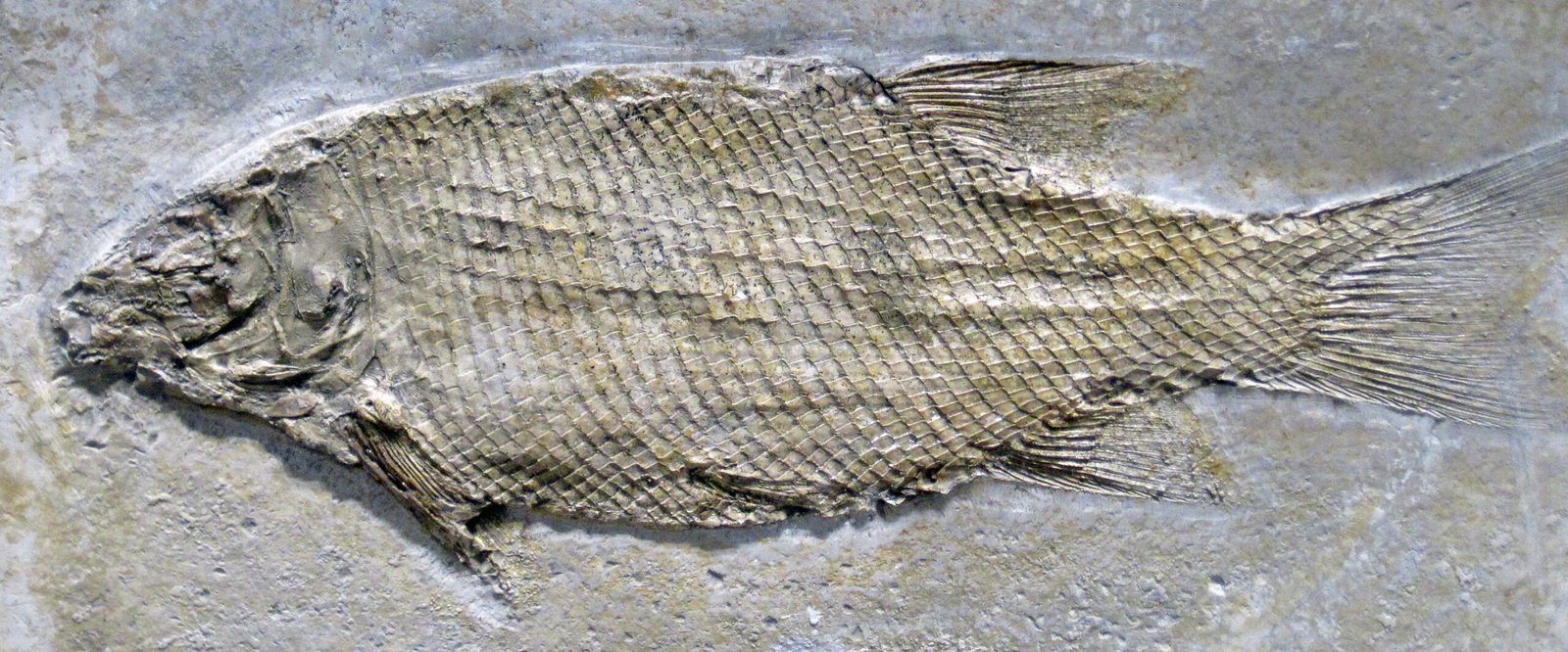 From Teeth to Tools: How Jaws Changed Everything (image credits: wikimedia)