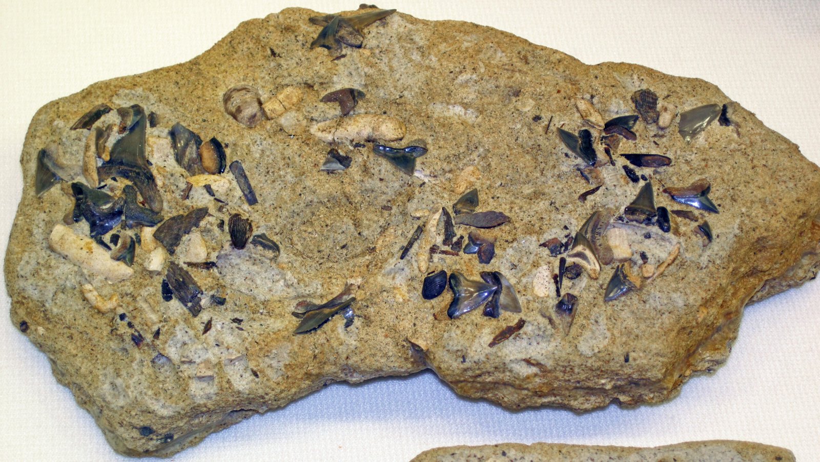 Unraveling the Fossil Record: A Detective Story (image credits: wikimedia)