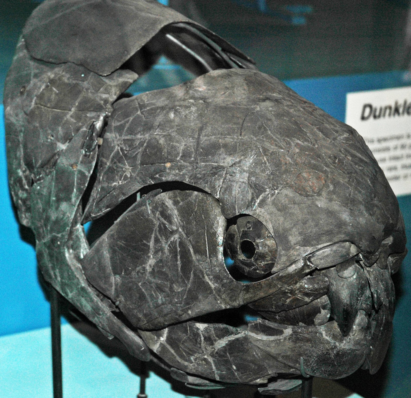Armor and Attack: The Arms Race Begins (image credits: wikimedia)