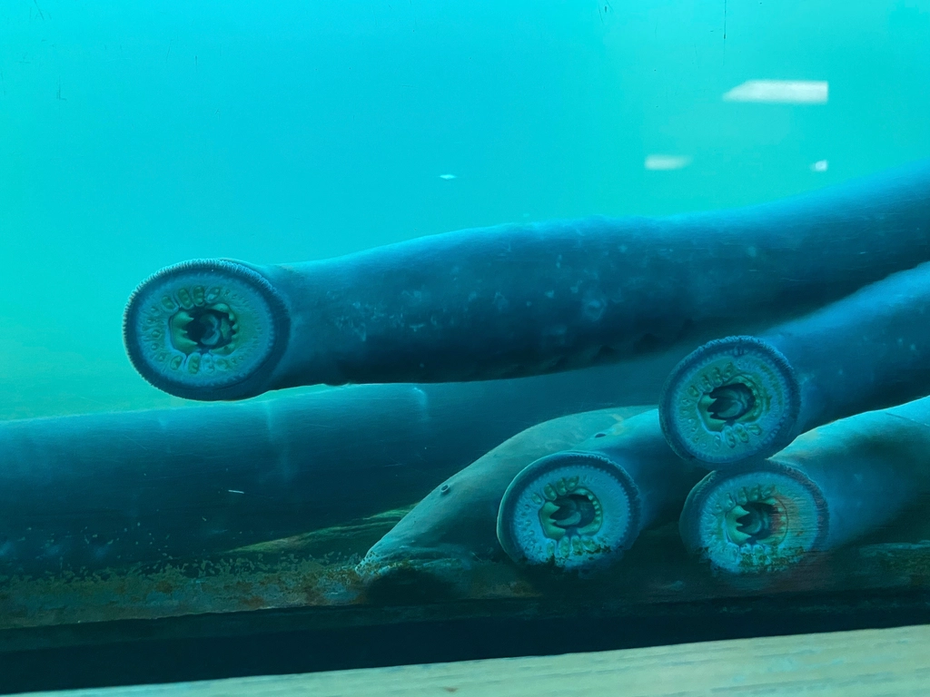 Surprising Survivors: Modern Jawless Fish (image credits: rawpixel)