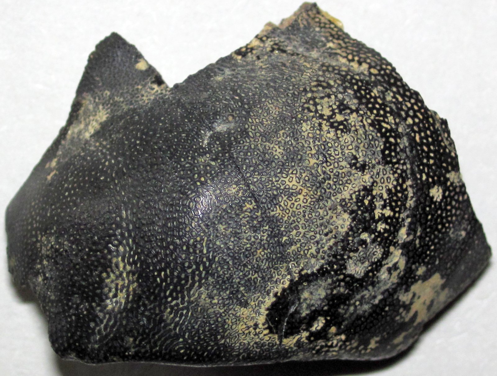 How Jaws Paved the Way for Land Animals (image credits: wikimedia)