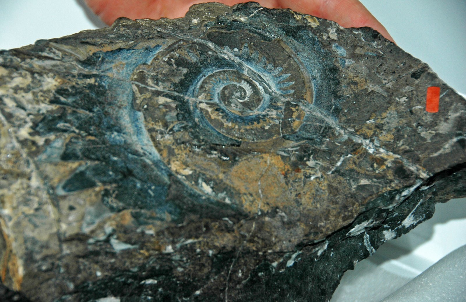 What Ancient Teeth Teach Us About Change (image credits: wikimedia)