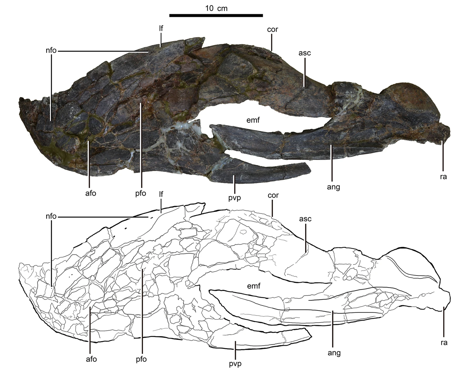 The Human Connection: Our Jawed Heritage (image credits: wikimedia)