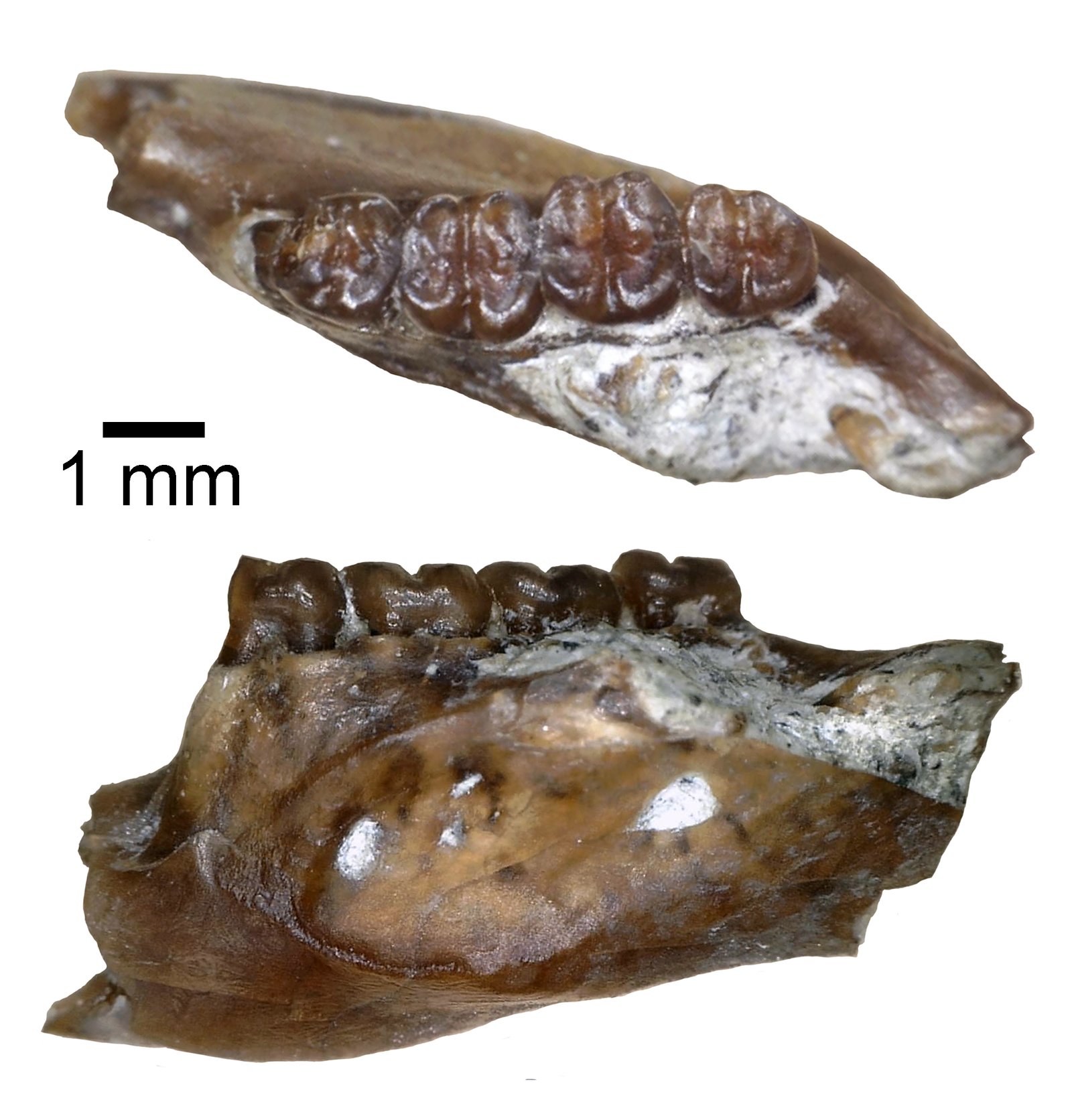 Ongoing Mysteries and the Future of Jaw Research (image credits: wikimedia)