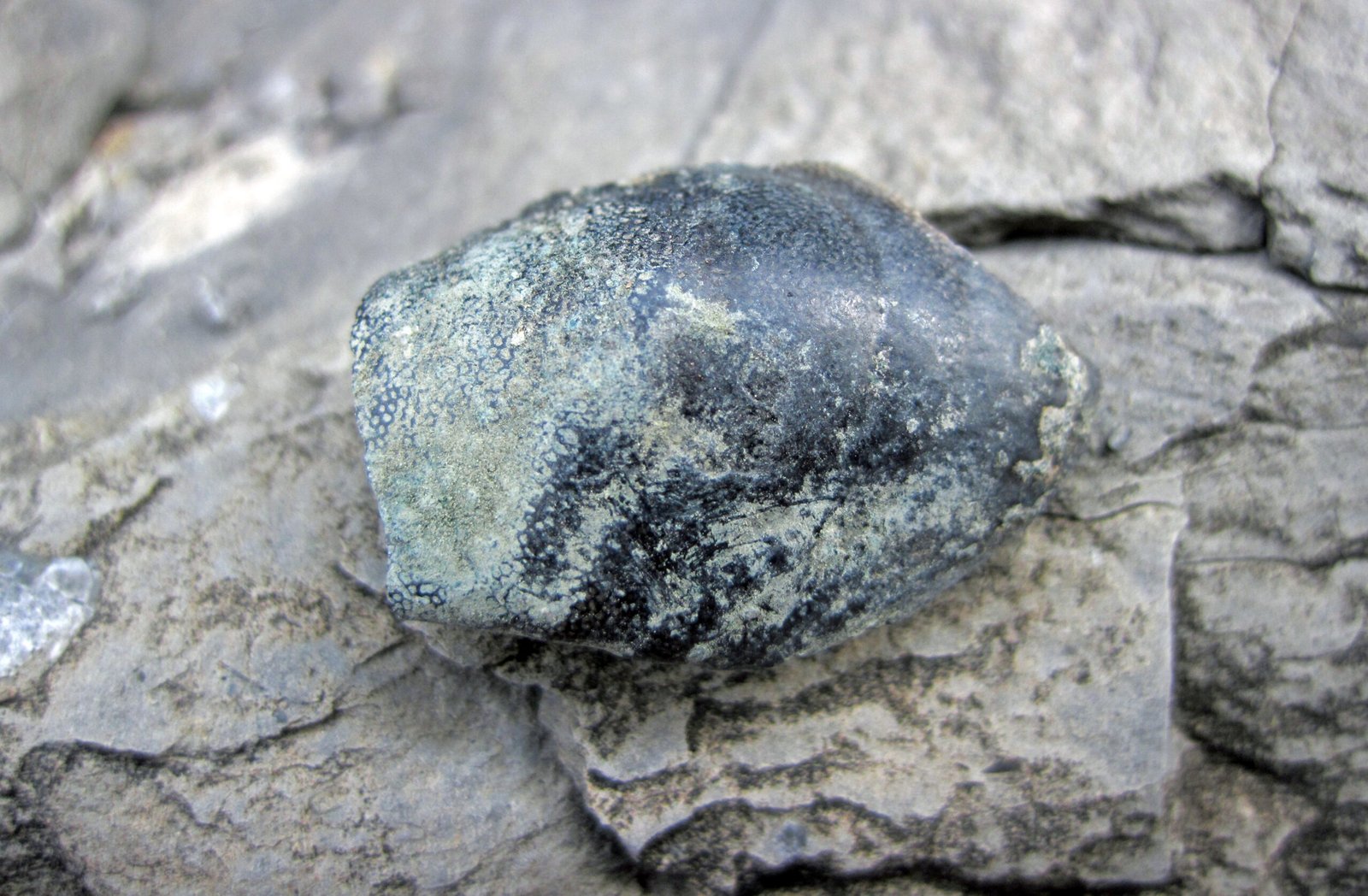 The Astonishing Legacy of Ancient Fish Teeth (image credits: wikimedia)