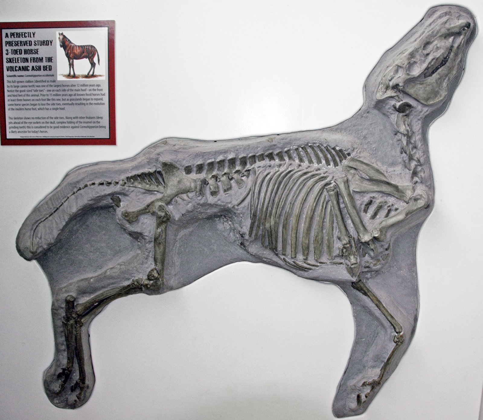 Fossil Clues: What Ancient Toes Tell Us (image credits: wikimedia)