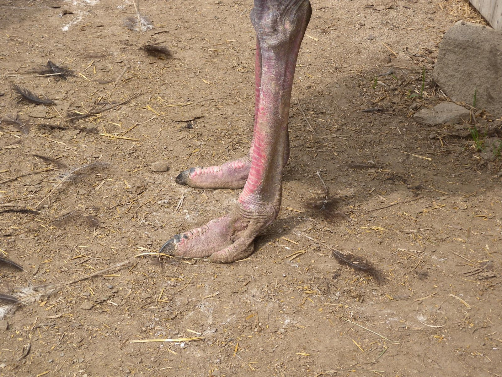 Odd Toes in Birds: Ostriches Take Center Stage (image credits: wikimedia)