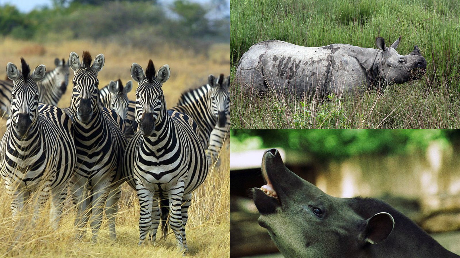 The Odd-Toed Footprint: Tracking Animals by Their Toes (image credits: wikimedia)