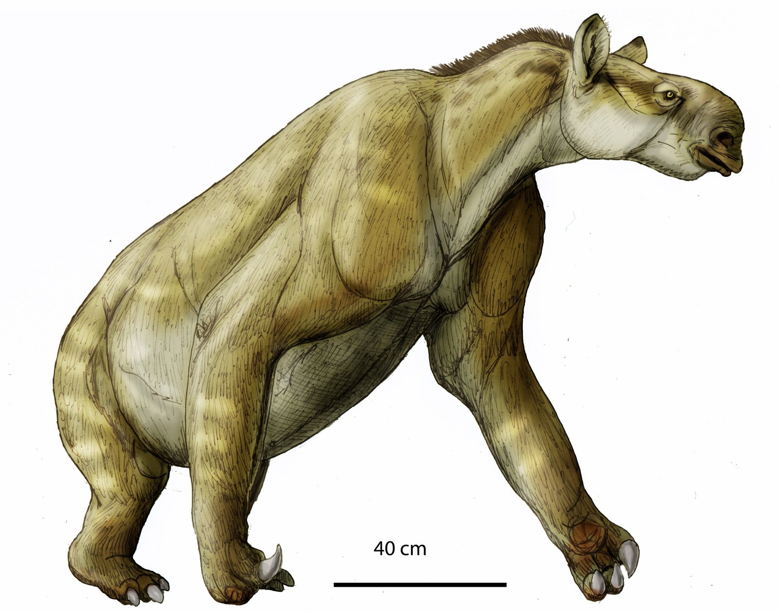 Unusual Odd-Toed Creatures: The Standouts (image credits: wikimedia)