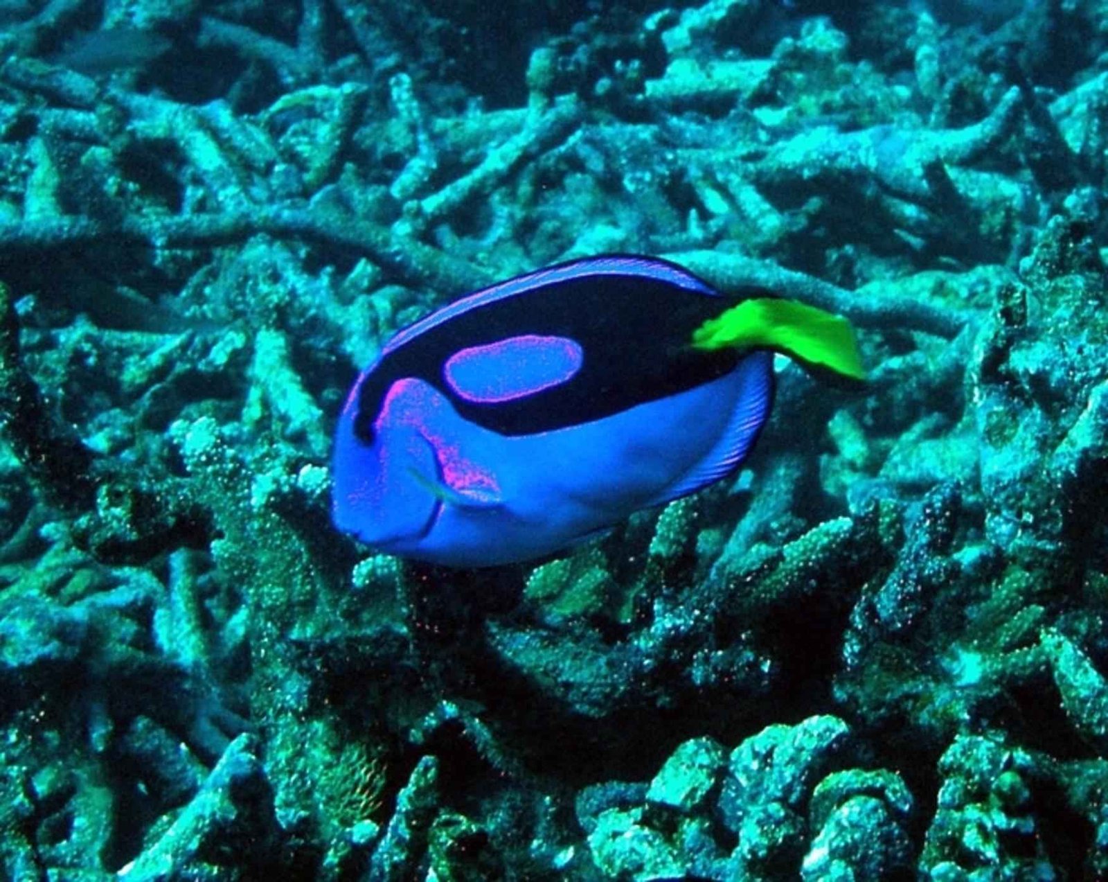 The Ripple Effect on Marine Food Chains (image credits: wikimedia)