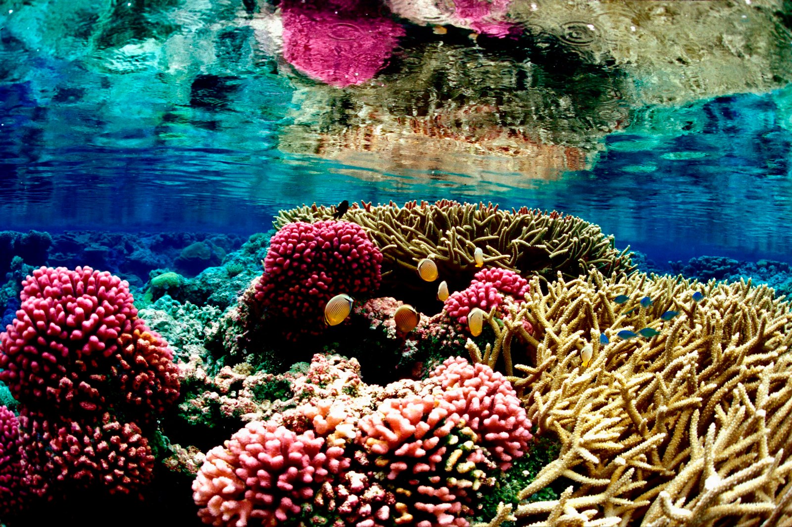 The Interconnectedness of All Life (image credits: wikimedia)