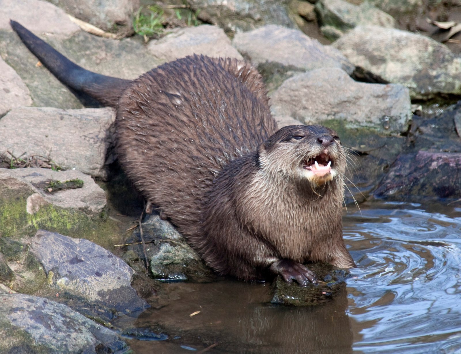 Simple Steps: What You Can Do to Help Otters (image credits: wikimedia)