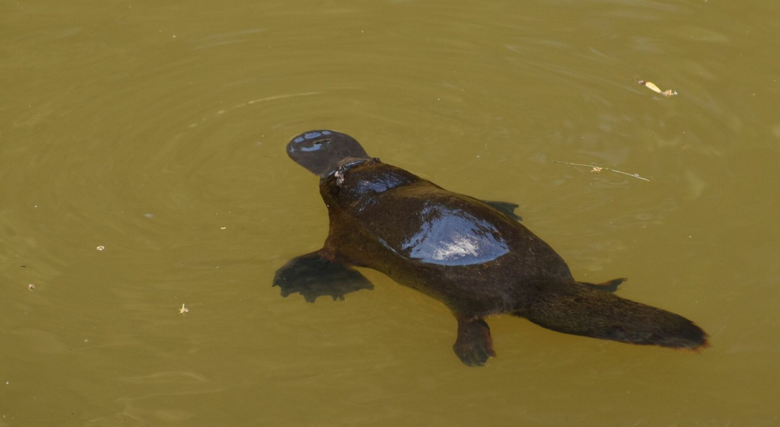 A Mammal That Lays Eggs: The Ultimate Outlier (image credits: wikimedia)