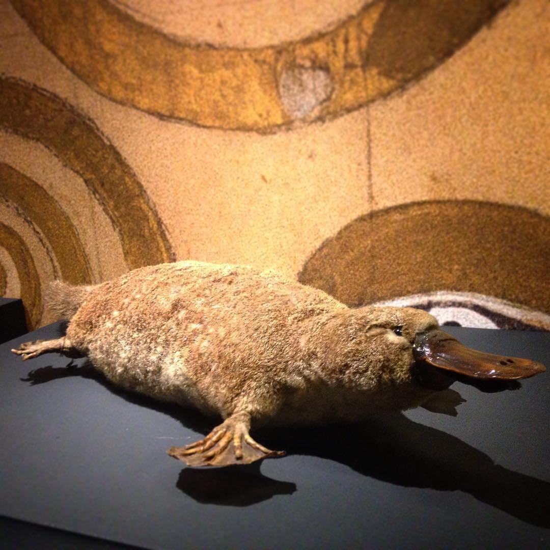 Unraveling Platypus Venom: The Search for New Medicines (image credits: wikimedia)