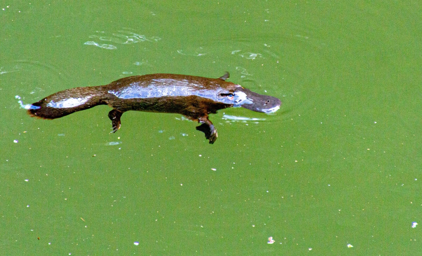 Platypus in Peril: Facing Modern Threats (image credits: wikimedia)