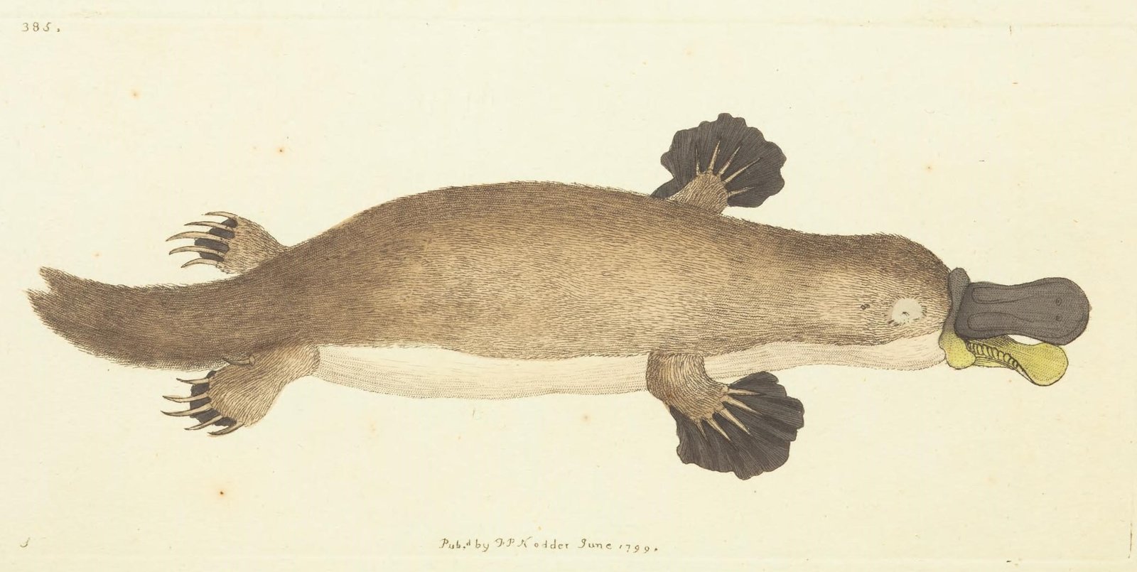 The Platypus Genome: Unlocking Evolution’s Secrets (image credits: wikimedia)