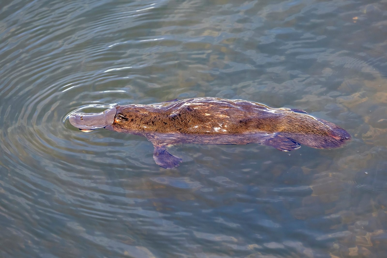 Platypus Conservation: Hope for the Future (image credits: wikimedia)