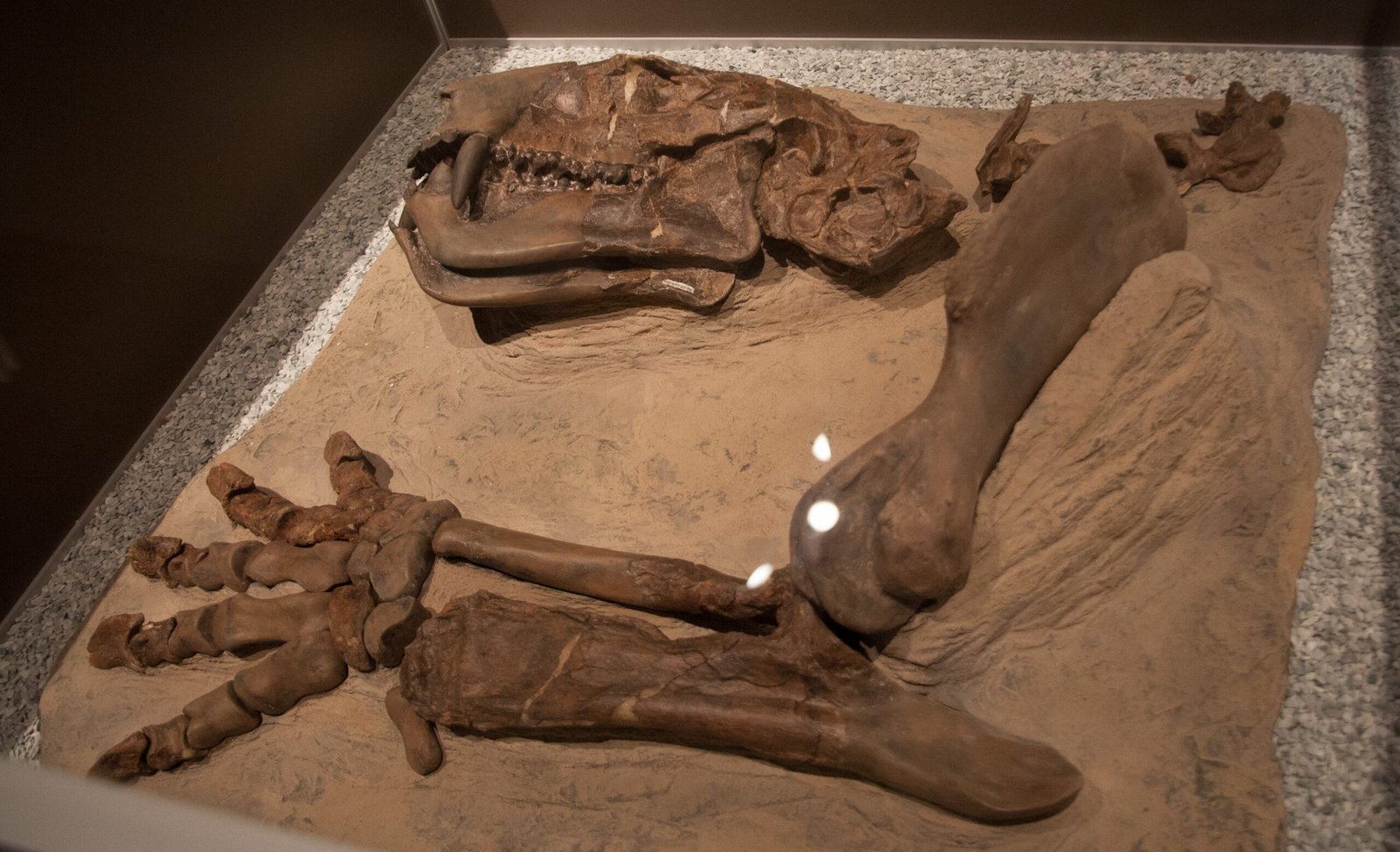 Unearthing New Species: Mammals Never Seen Before (image credits: wikimedia)